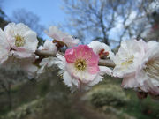 熱海梅園 JOYカートの写真4