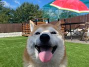 ガーデンバーベキュー eggの写真3