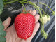 大空いちご園の写真3