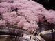 白山公園・空中庭園の桜の写真2