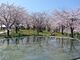 白山公園・空中庭園の桜の写真4