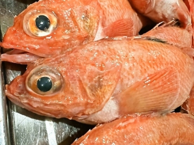 魚介&ジンギスカン 居酒屋 夜鳴き食堂の写真1