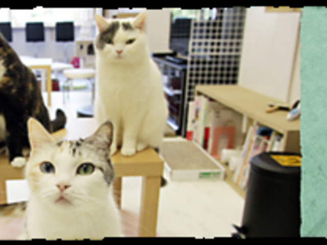 保護猫カフェ ひとやすみの写真1