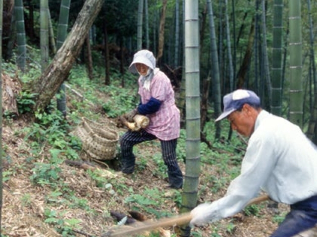たけのこ掘り体験の写真1