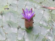 十二町潟水郷公園のオニバスの写真2