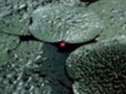 十二町潟水郷公園のオニバスの写真3