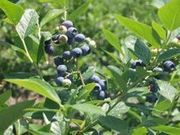 ブルーベリー狩りの写真1