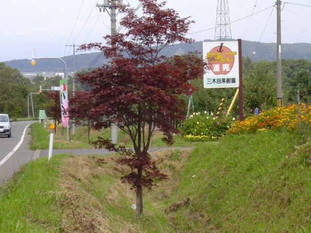 三木田果樹園の写真1