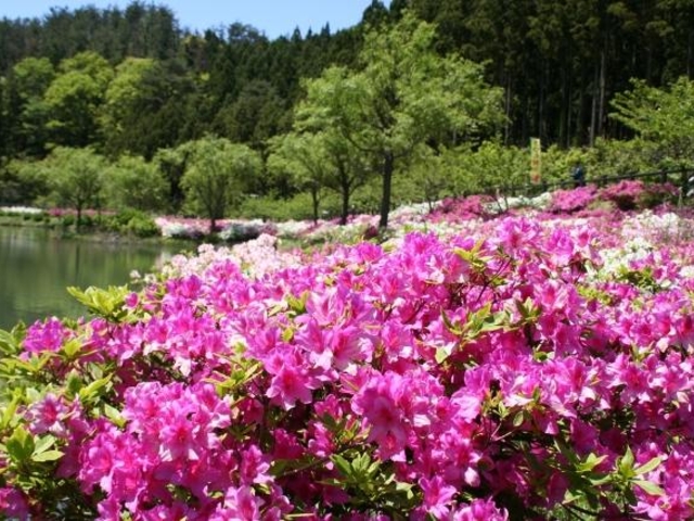 亀の原水鳥公園_亀の原水鳥公園