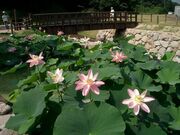 三瓶小豆原縄文の森公園の写真1