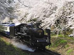 咲花温泉【桜の名所】の写真1