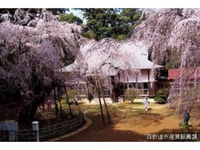 しだれ桜と福星寺_福星寺のしだれ桜