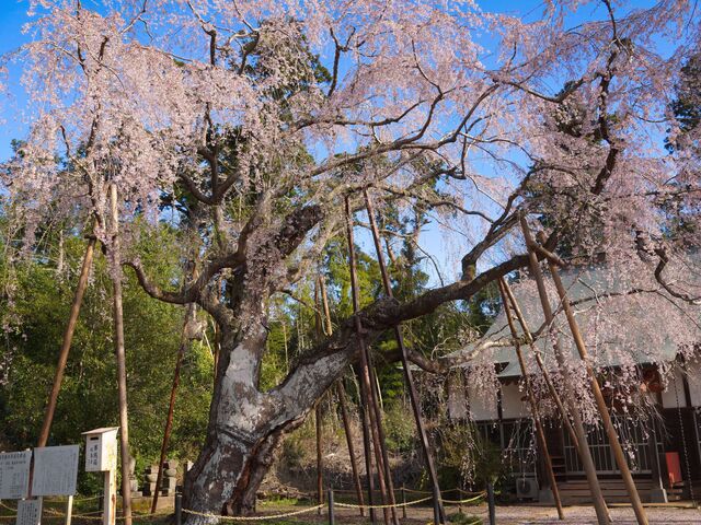 下から眺めたしだれ桜_福星寺のしだれ桜