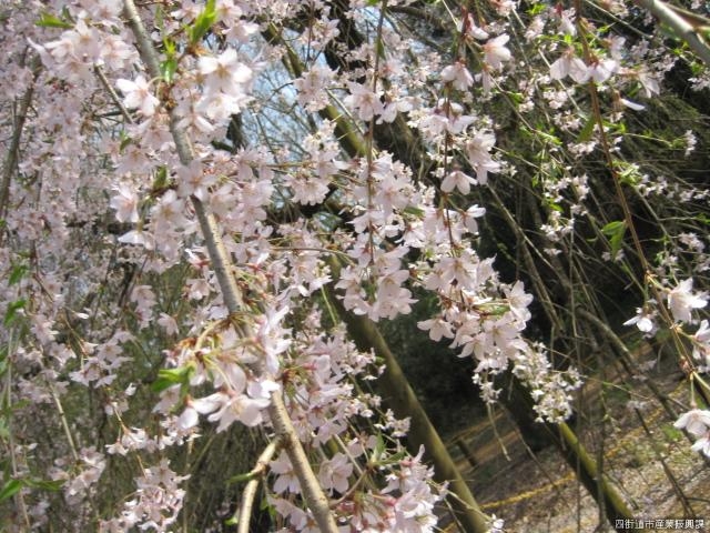 風に舞うしだれ桜_福星寺のしだれ桜