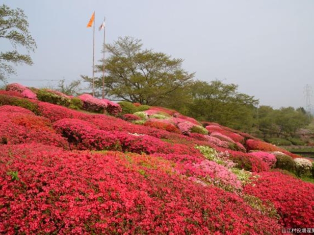 山江村のつつじの写真1