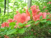 祝瓶山ブナ林の写真2