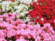山江村のつつじの写真2