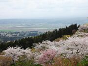 西行桜の森の写真1