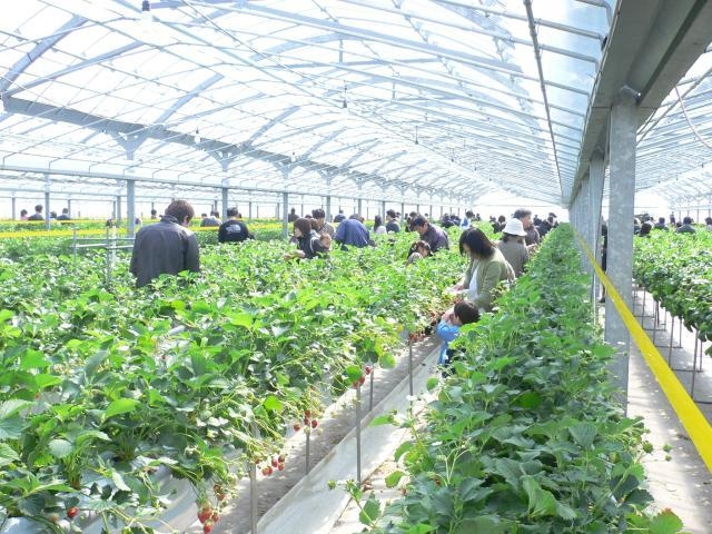 山元町のいちご狩り