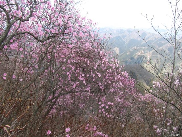 物語山のアカヤシオ_物語山