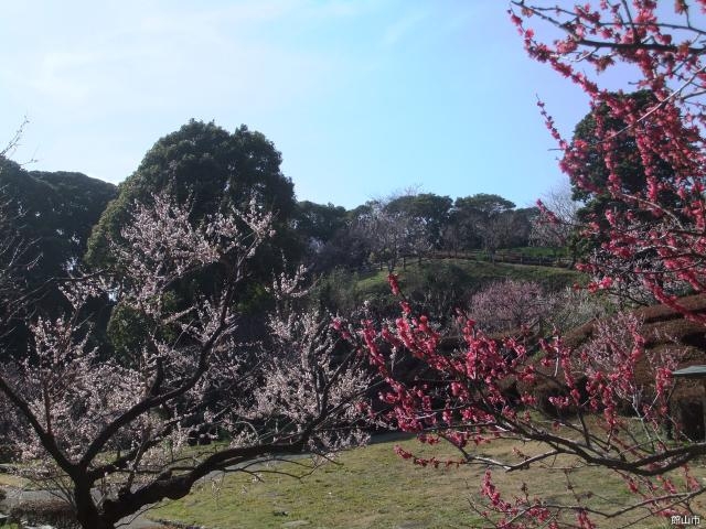 城山公園梅園の写真1
