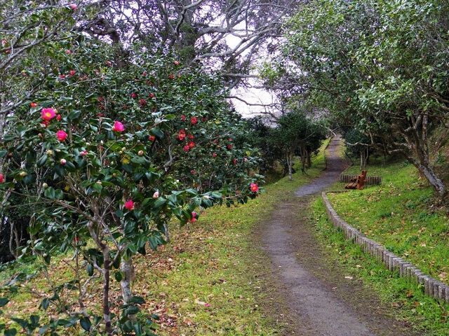 城山公園つばきの径の写真1