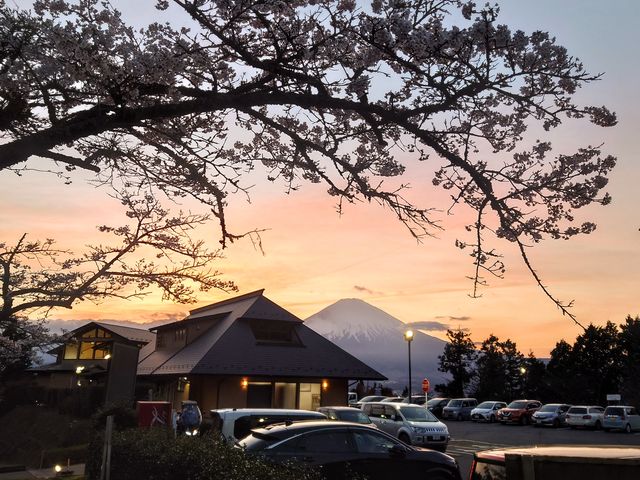 桜越しの夕暮れ_富士八景の湯