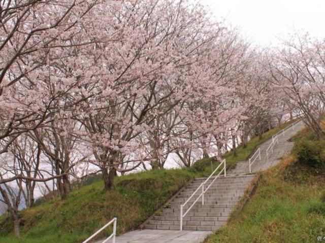 千本運動公園の写真1