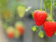 山元町のいちご狩りの写真2