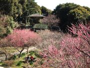 城山公園梅園の写真2