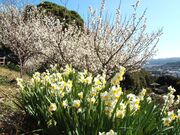 城山公園梅園の写真3