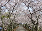 城山公園園路の桜並木の写真1
