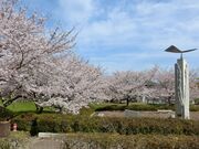城山公園園路の桜並木の写真2