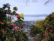 城山公園つばきの径の写真2