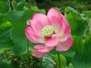 可児市の大賀ハスの写真1