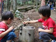 かぶとむしど?むの写真1