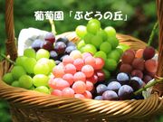 葡萄園「ぶどうの丘」の写真3