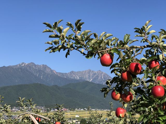 峯村農園の写真1