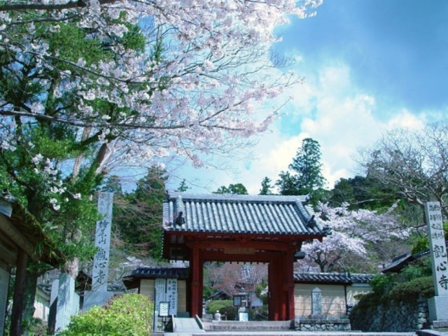 観心寺の桜と山門_観心寺 桜の見ごろ