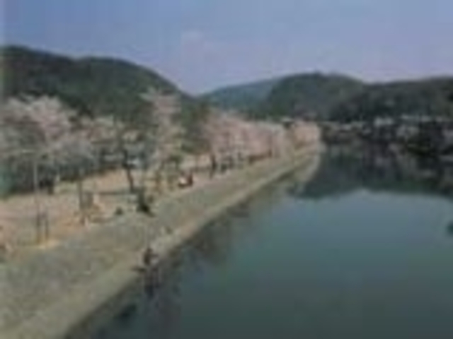 宇治公園の桜の写真1