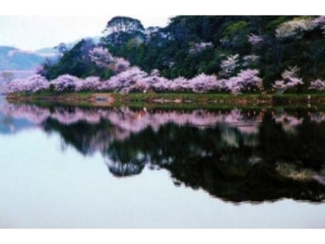 離湖の桜の写真1