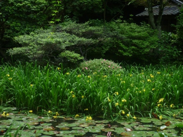 黄菖蒲_岩船寺の黄菖蒲