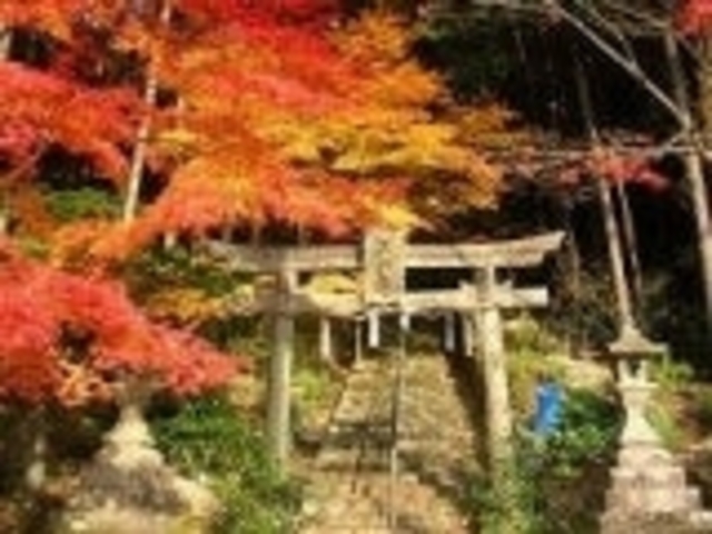 大道神社の紅葉の写真1