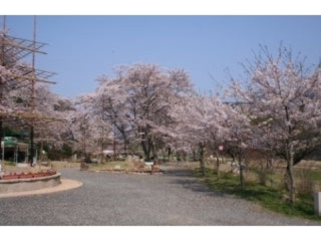 笠置キャンプ場の桜の写真1