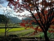 大道神社の紅葉の写真2