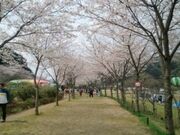 笠置キャンプ場の桜の写真2