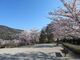 長野市城山公園の桜の写真2