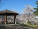 長野市城山公園の桜の写真3