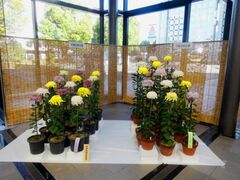 春日井市菊花大会の写真1