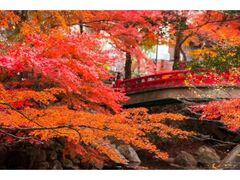 岩屋堂公園の紅葉の写真1